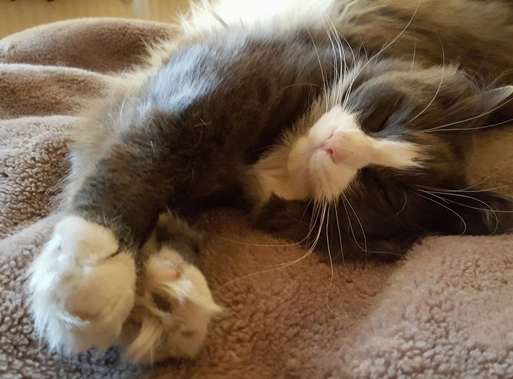 Jessie's best friend, Sir Puffington, also a master at relaxing. Photo by Bianca Sala. 