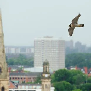 Image of Peregrine Falcon from the RSPB
