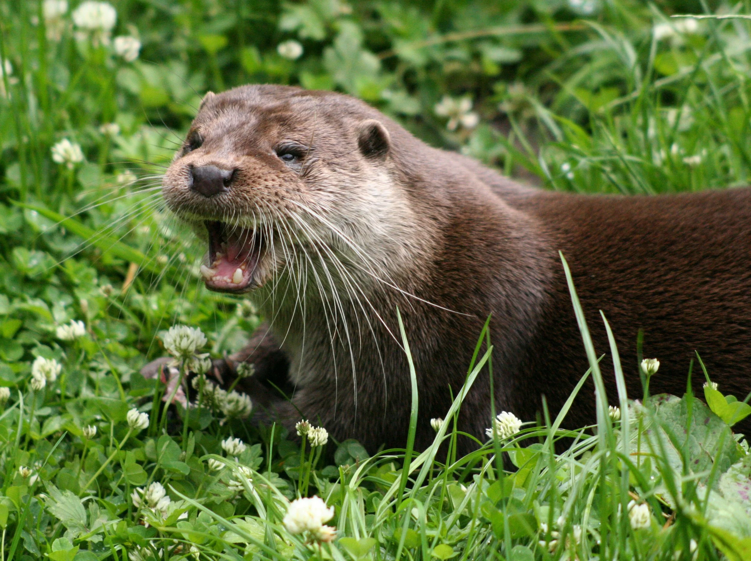 Otter image from Wikipedia