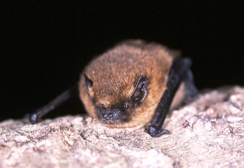Common Pipistrelle Image by Hugh Clark