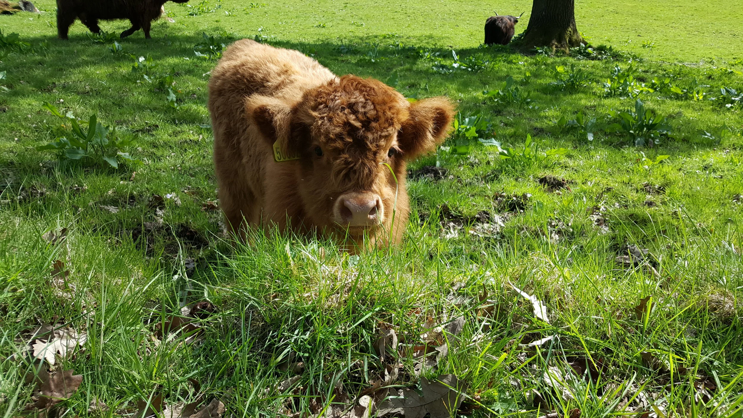 Adorable baby cow in Pollok park (photo Bianca Sala)