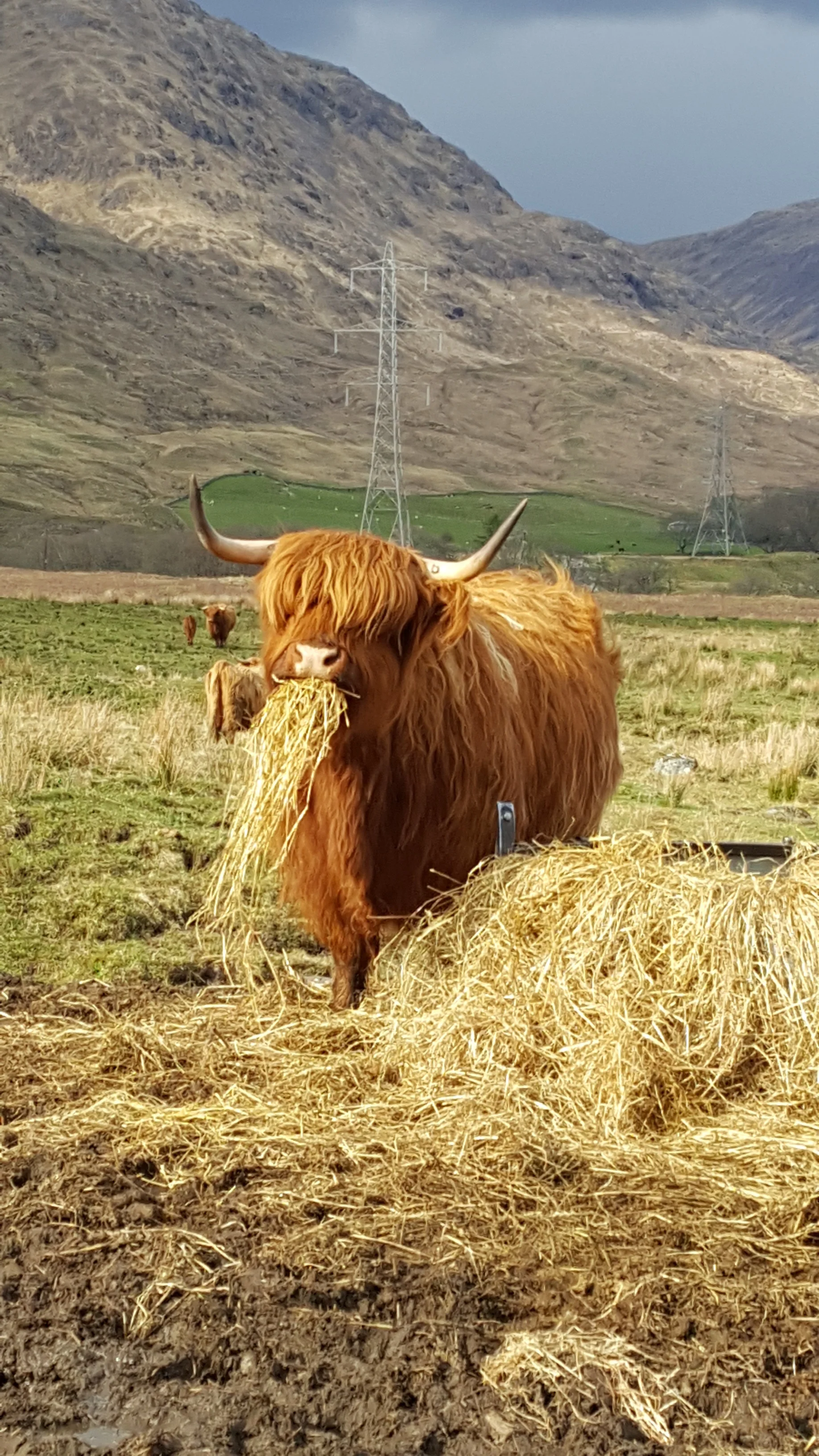 Loch Awe coo stopping to enjoy the sunshine and a bite of lunch (photo Bianca Sala)