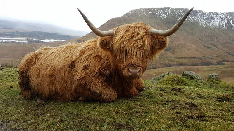 Coos are experts at relaxing (photo Bianca Sala)