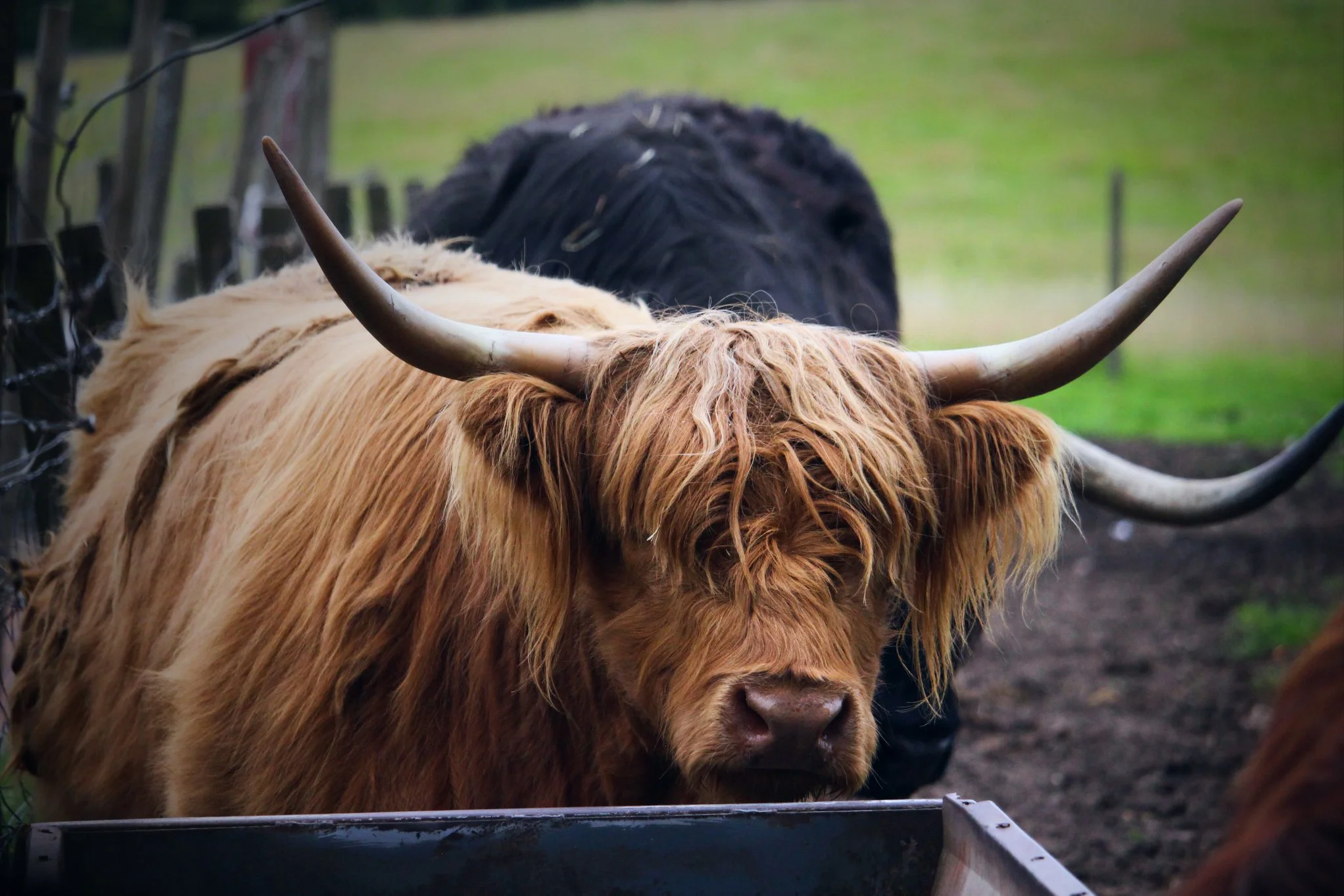 My first meeting with one of the famous coos in the Loch Lomond and Trossachs National Park.