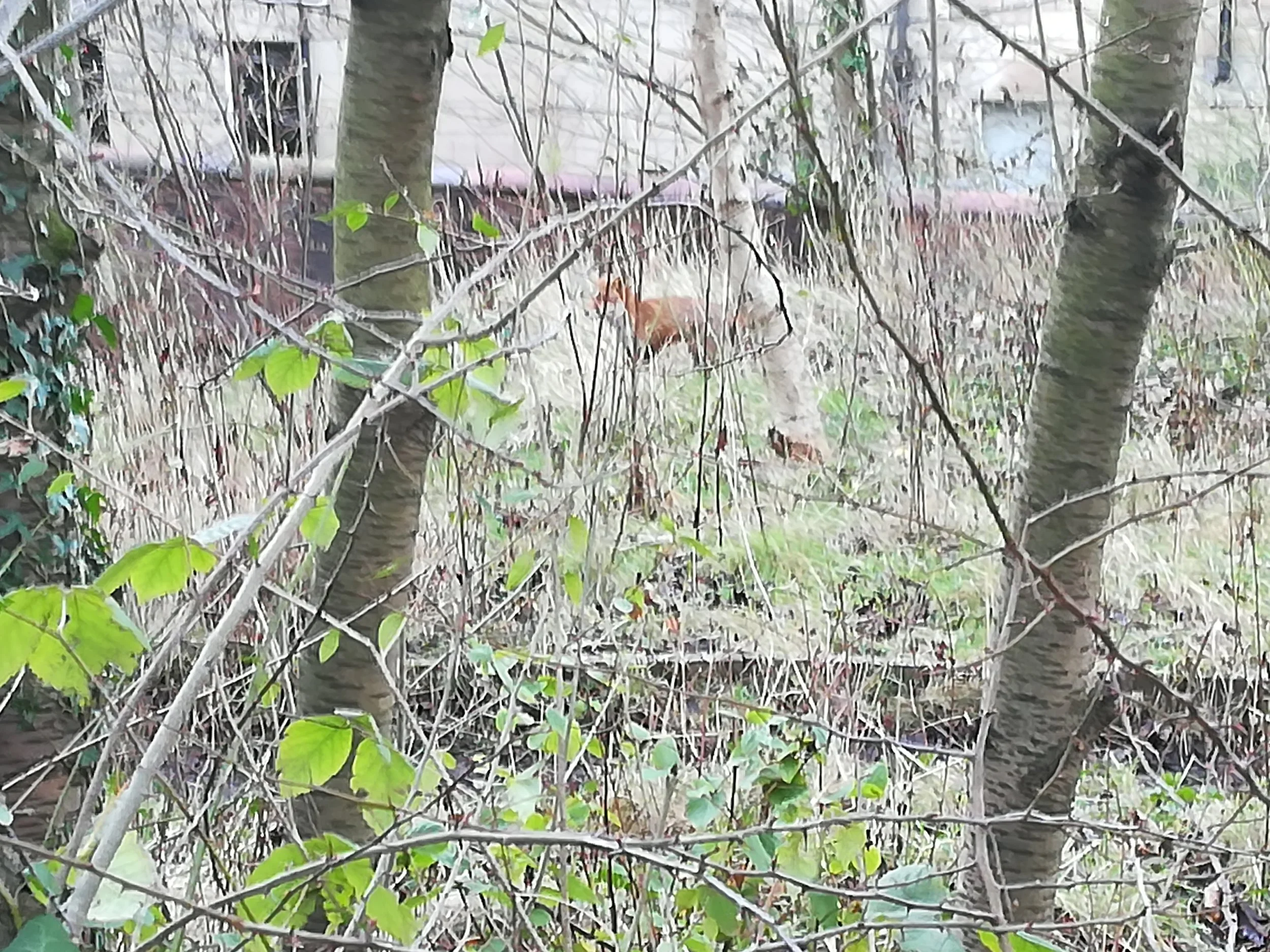 Fox through the trees in the wildlife garden