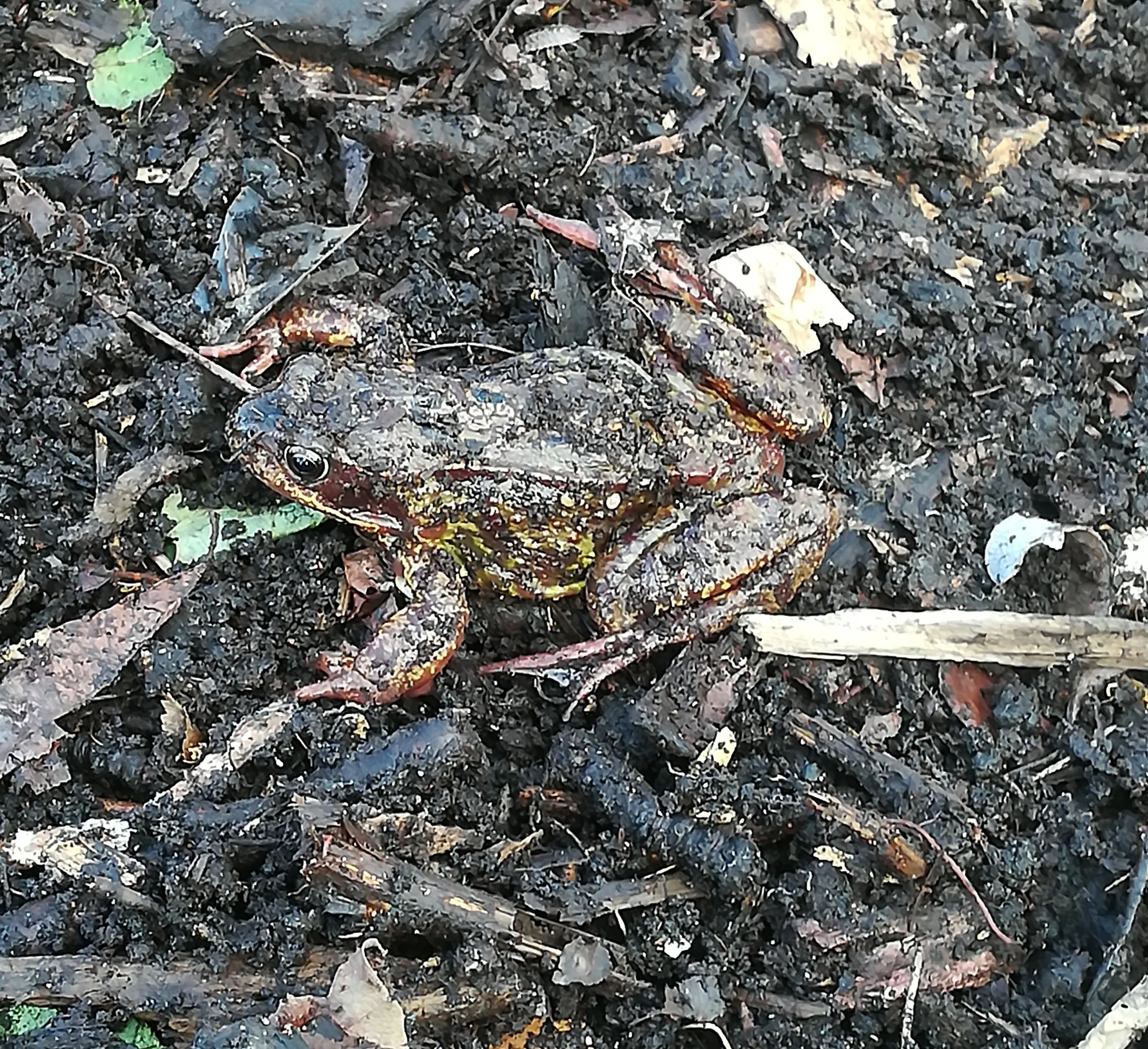 Frog on bark and soil
