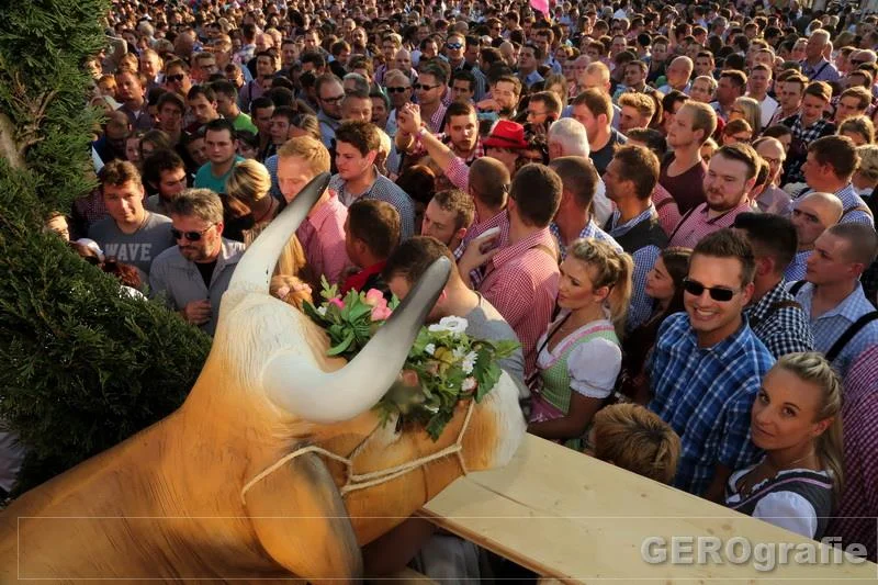 Unsere Mietkühe sind immer ein Sympathieträger und kommen überall gut an