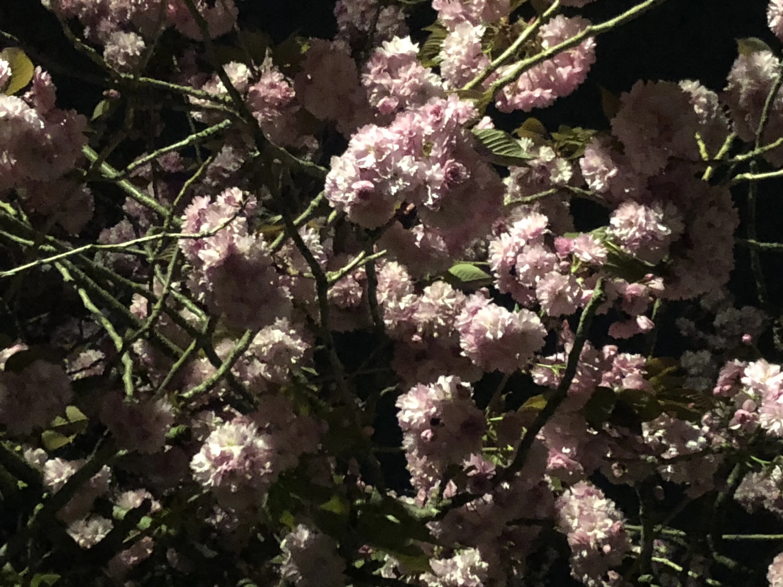 night blossom.jpg
