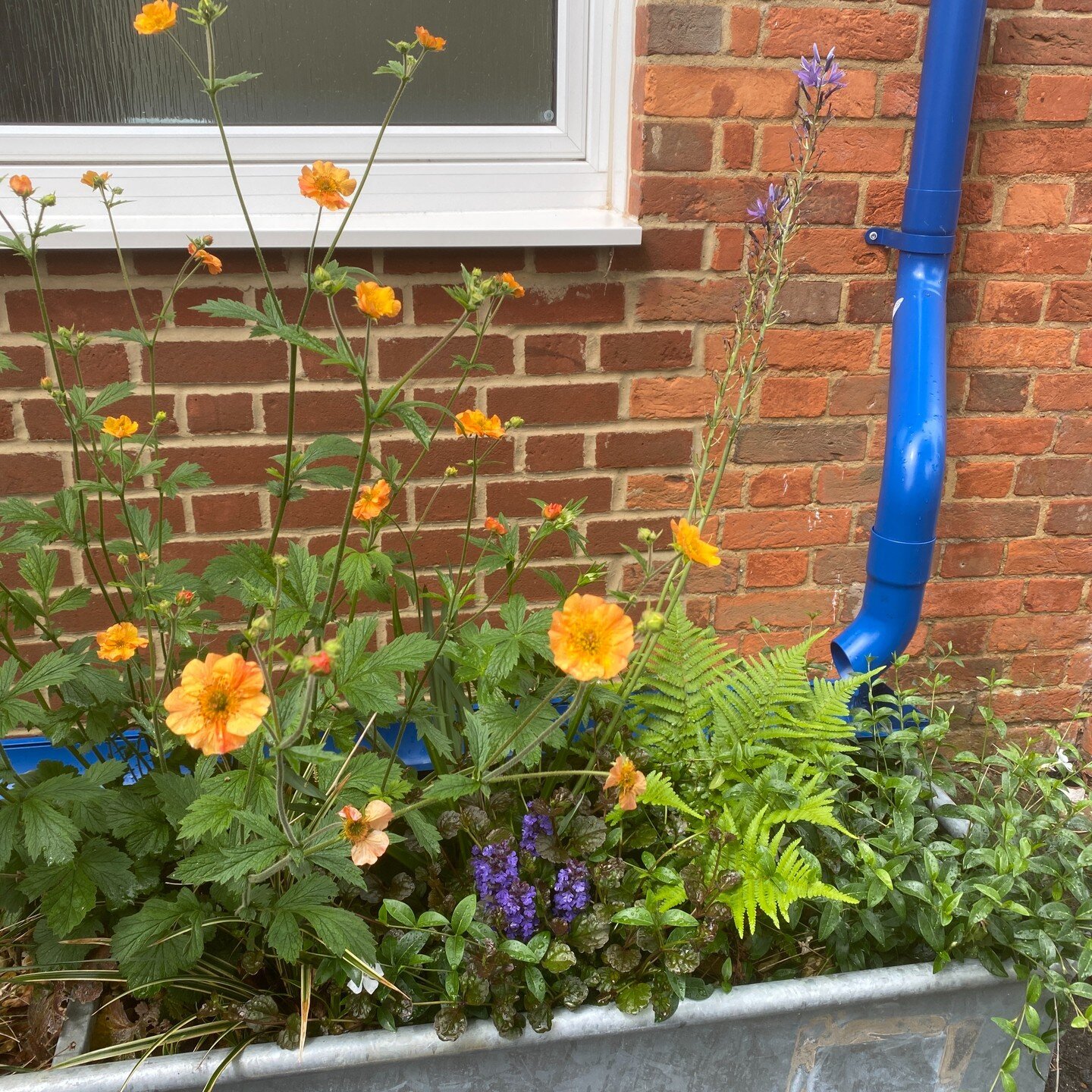 Geum 'Totally Tangerine' has become a staple plant in many of my rain gardens &amp; rain planters these days, can't beat it! Long flowering and semi-evergreen in mild winters here in UK. Looks great with Ajuga reptans around as ground cover. Camassia