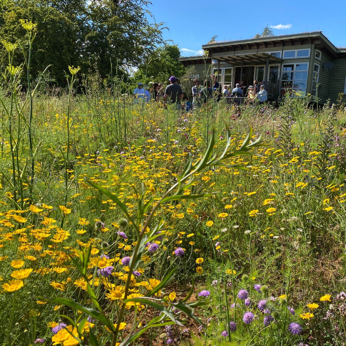 Superb weekend with superb lovely folks, thank you @grassroofco for sharing your inspiring corner of the world 💚
grassroofcompany.co.uk/
Visit this Essex garden if you possibly can - NGS Open Garden 10th July 2022: https://ngs.org.uk/view-garden/347