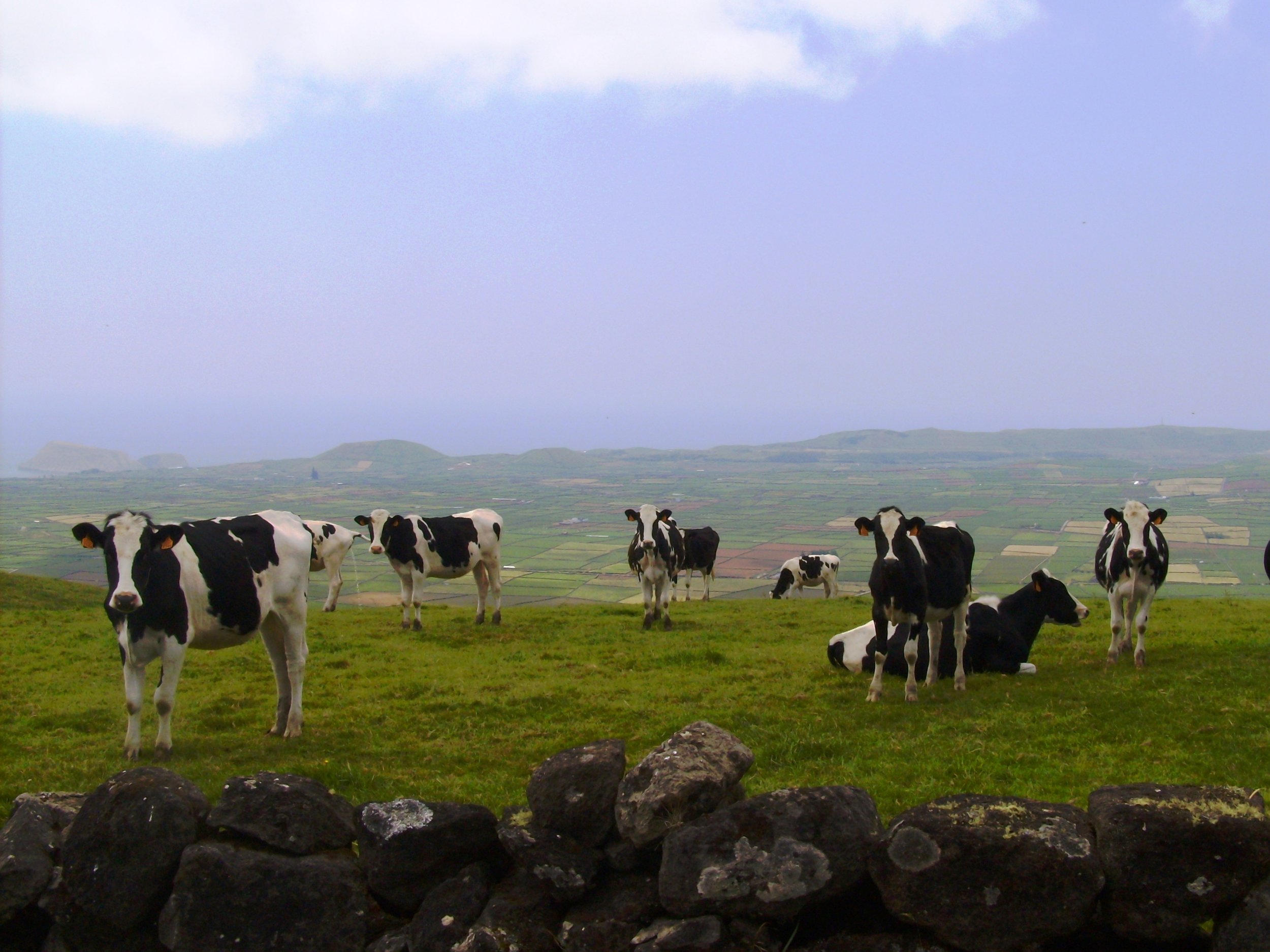 Cows in pasture in Serra do Cume
