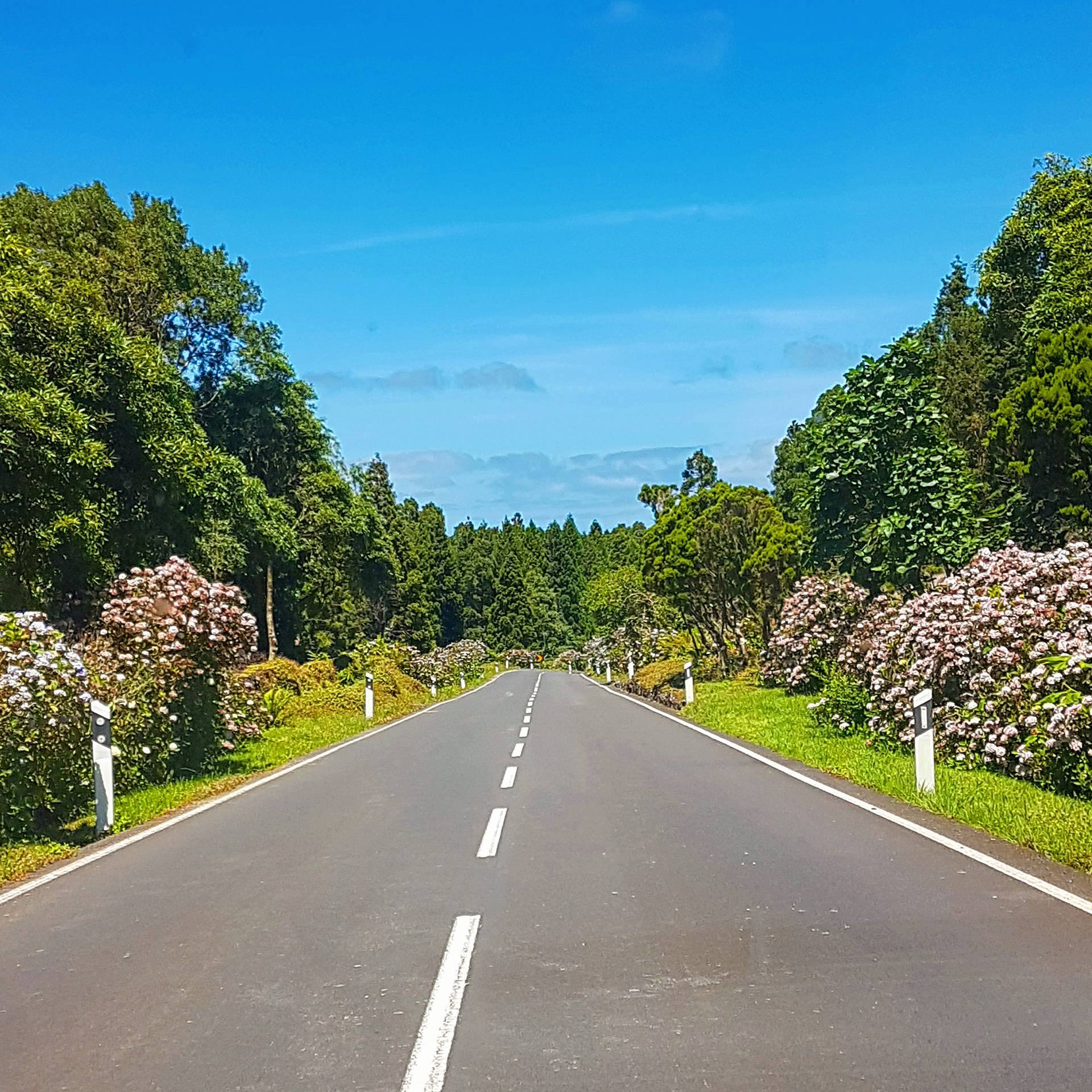 Road with Hydrangeas Flowers