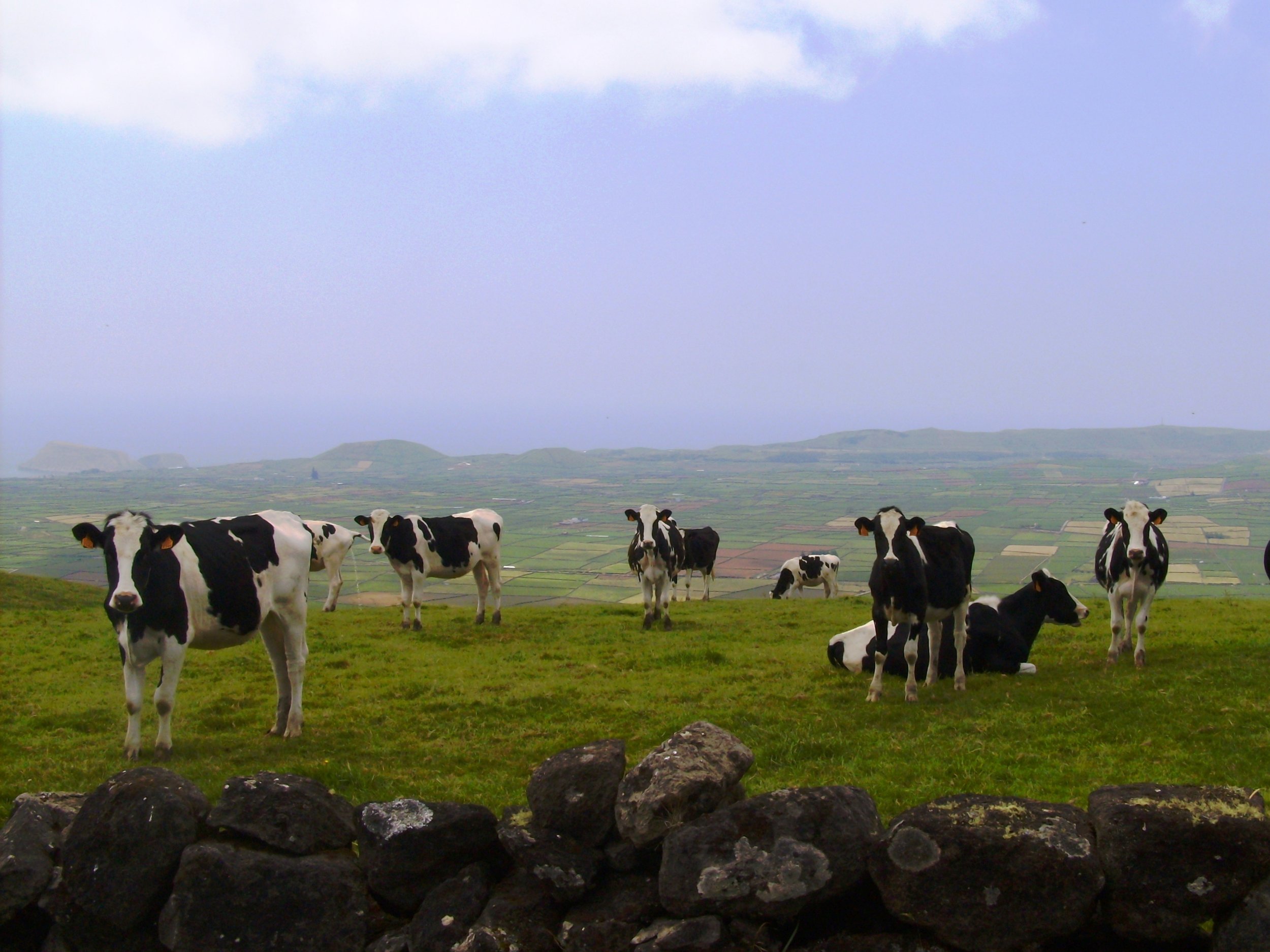 Vacas no Pasto - Serra do Cume