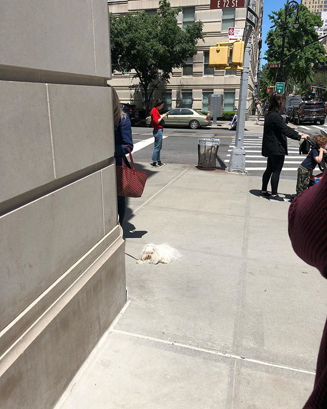 Wool on a leash, wool dog, dog wool, just wool... what is this? #whatiseeiswhatyouget #nyc #uppereastside #dogs #wool #pets