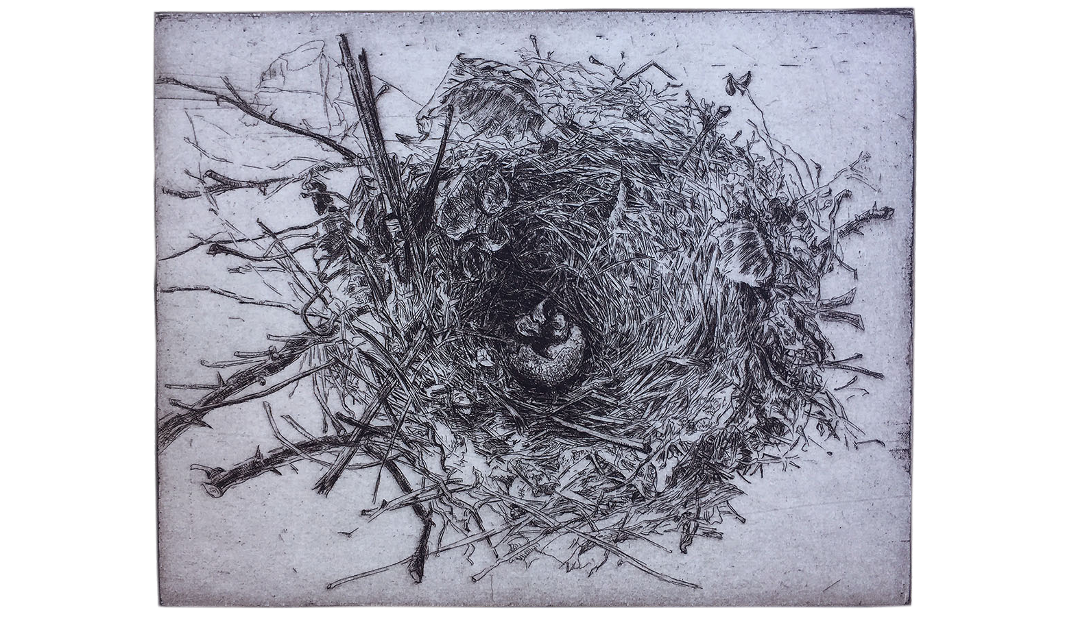 Cardinal Nest, 2002, Etching. 6 x 7 ½