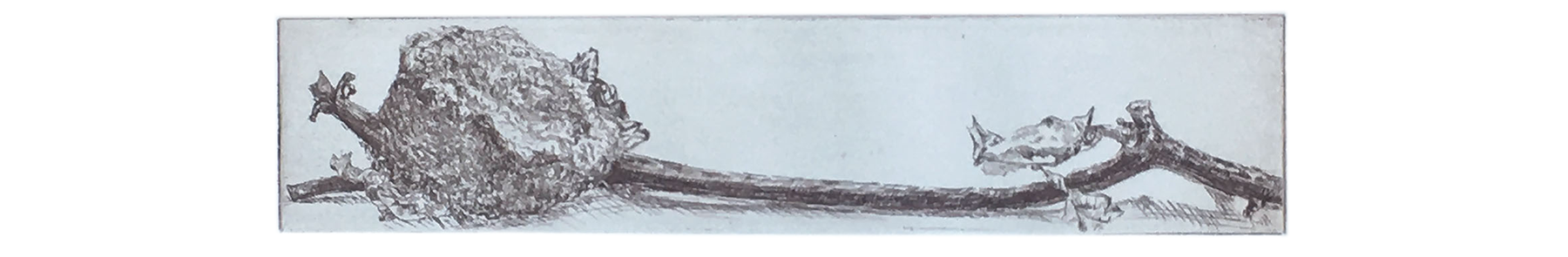 Hummingbird Nest, 2002, Etching, 6 x 9