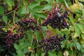 elderberry.jpg