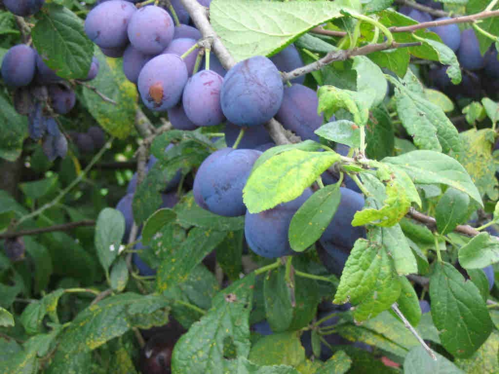 damson.jpg