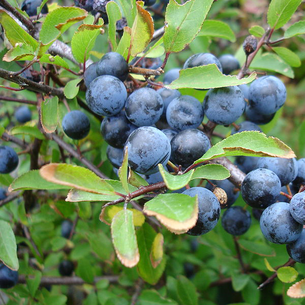 sloes.jpg