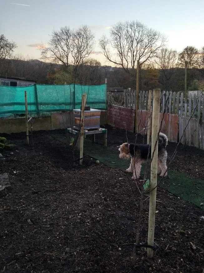 My mini fruit orchard