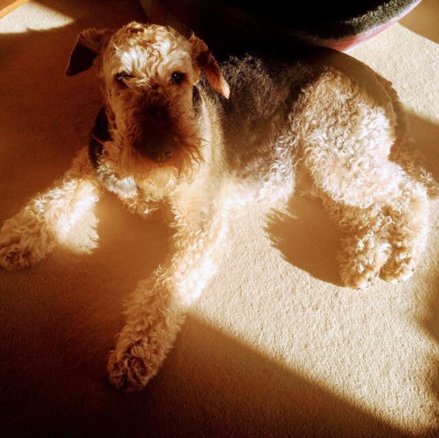 Coco has found a patch of sunshine on a stormy Sunday#airedalesofinstagram #airedales #airedalesleepingpositions