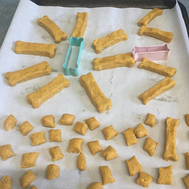 Homemade sweet potato and oatmeal cookies for Monty and Coco got the seal of approval today. Not nom.#homemadedogtreats #homemadedogbiscuits #homemadedogtreat #airedalecommunity #airedalelove #airedaleterriercommunity