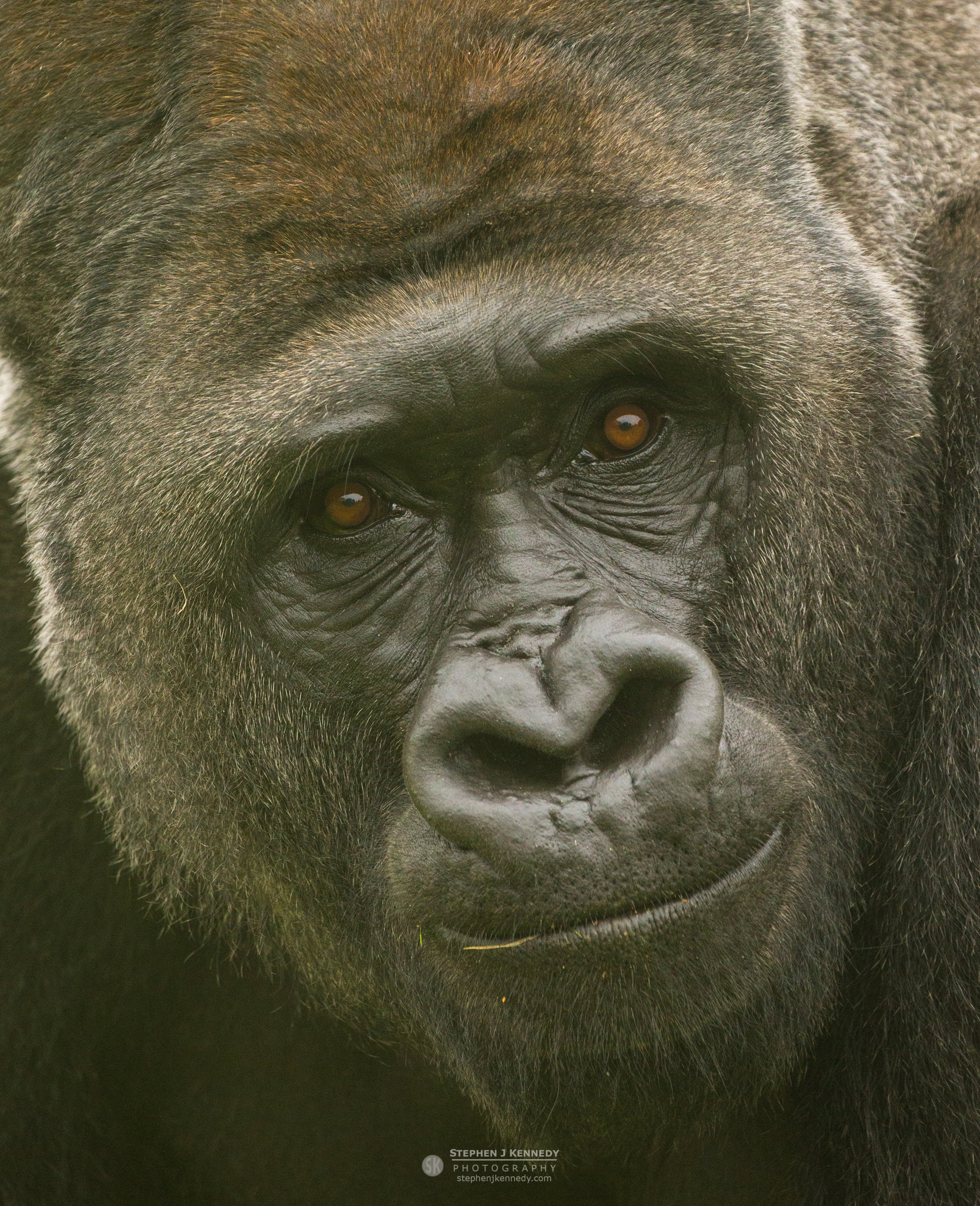 Lowland Gorilla