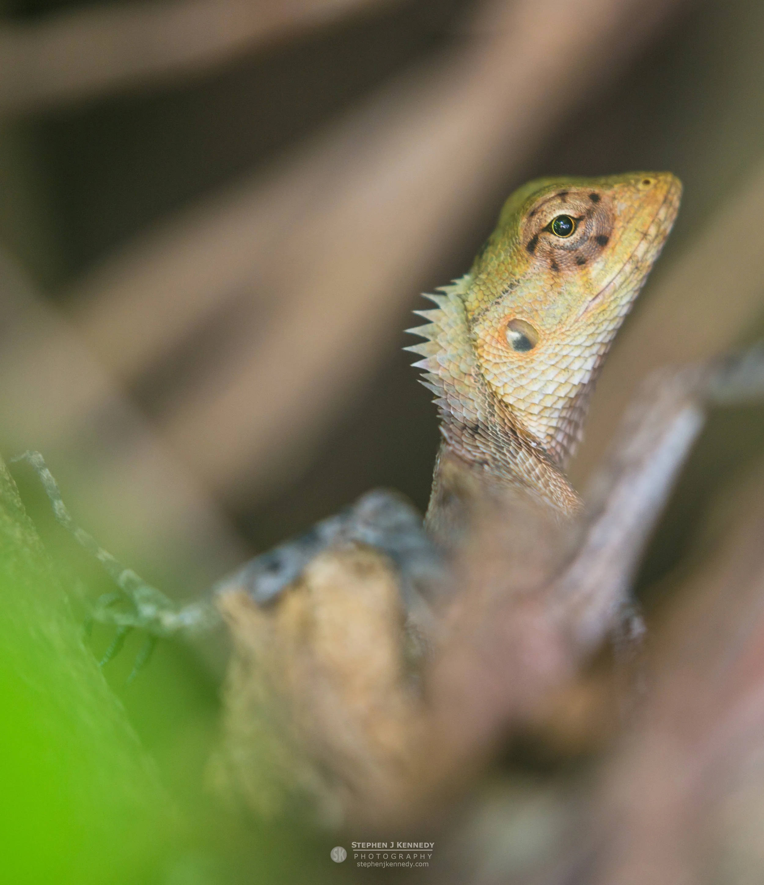 Calotes Lizard