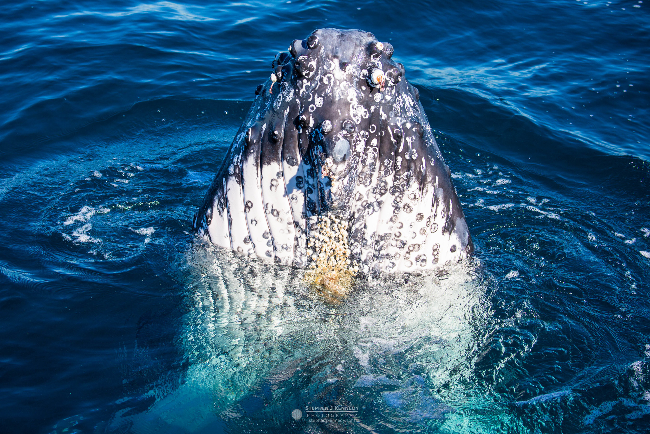 Humpback Whale