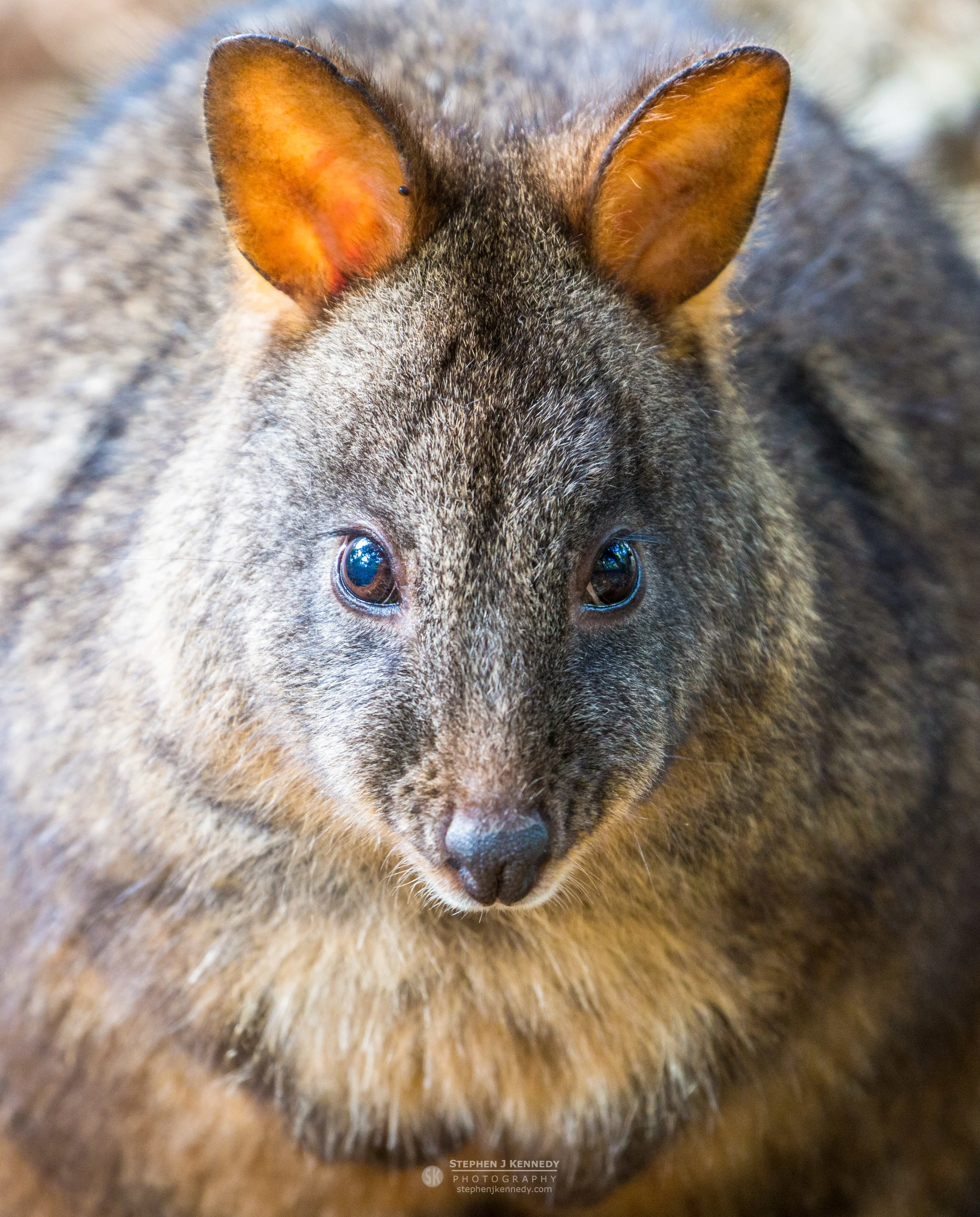 Portrait of a Pademelon