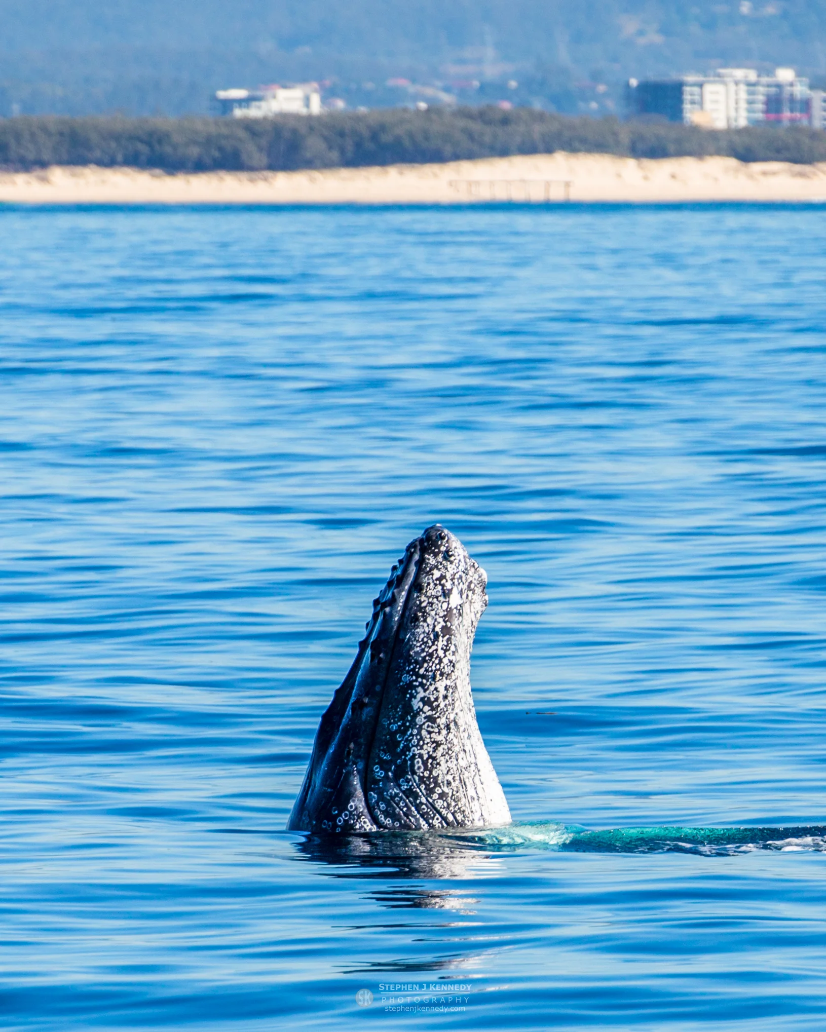 Humpback