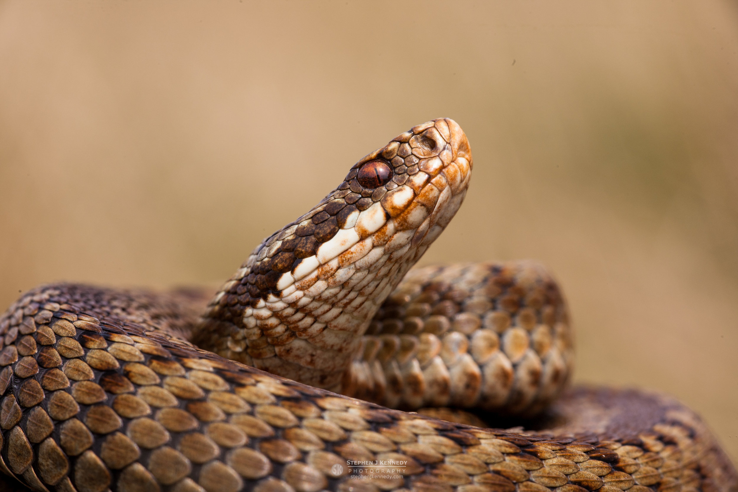 Adder Glance
