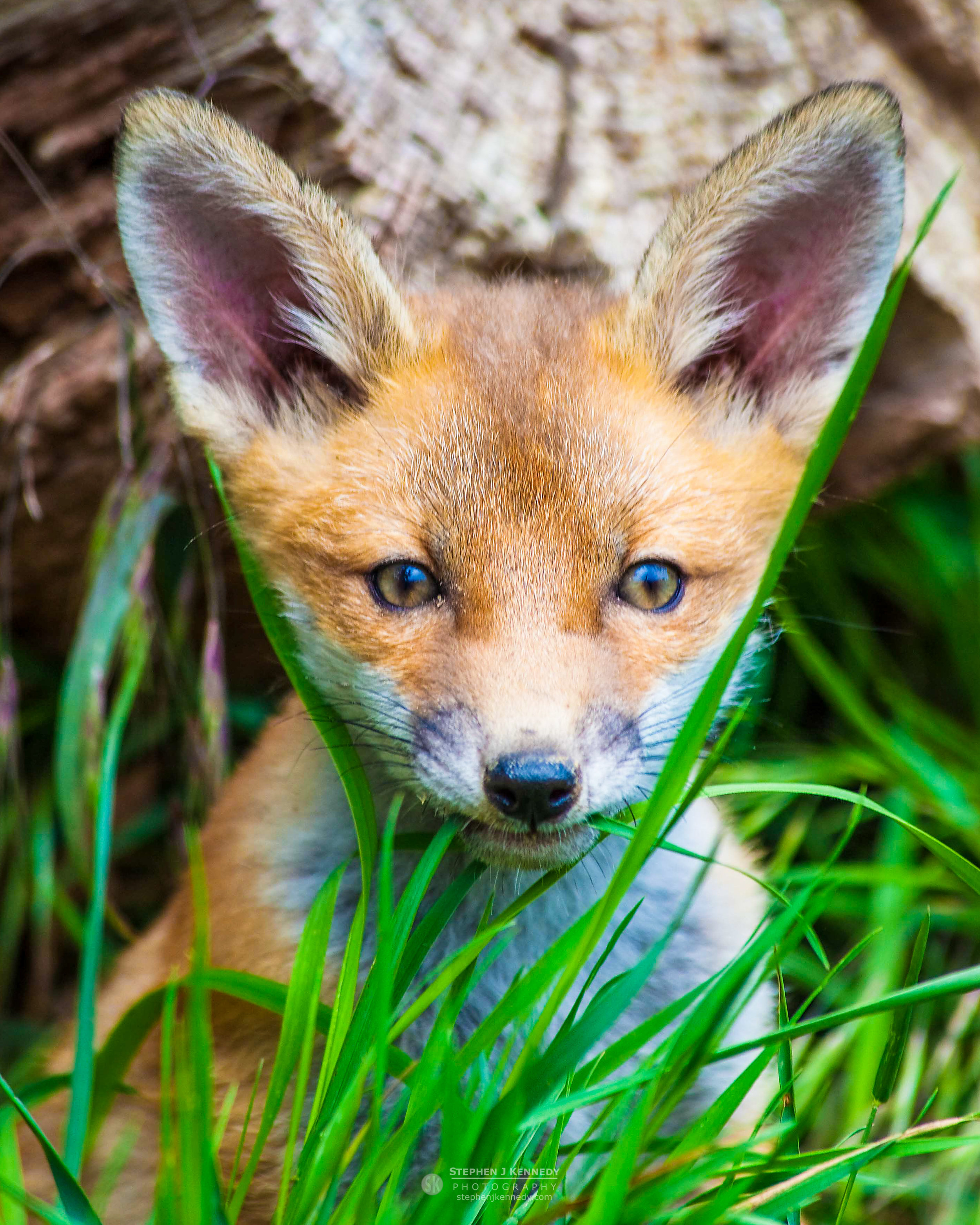 Fox Cub