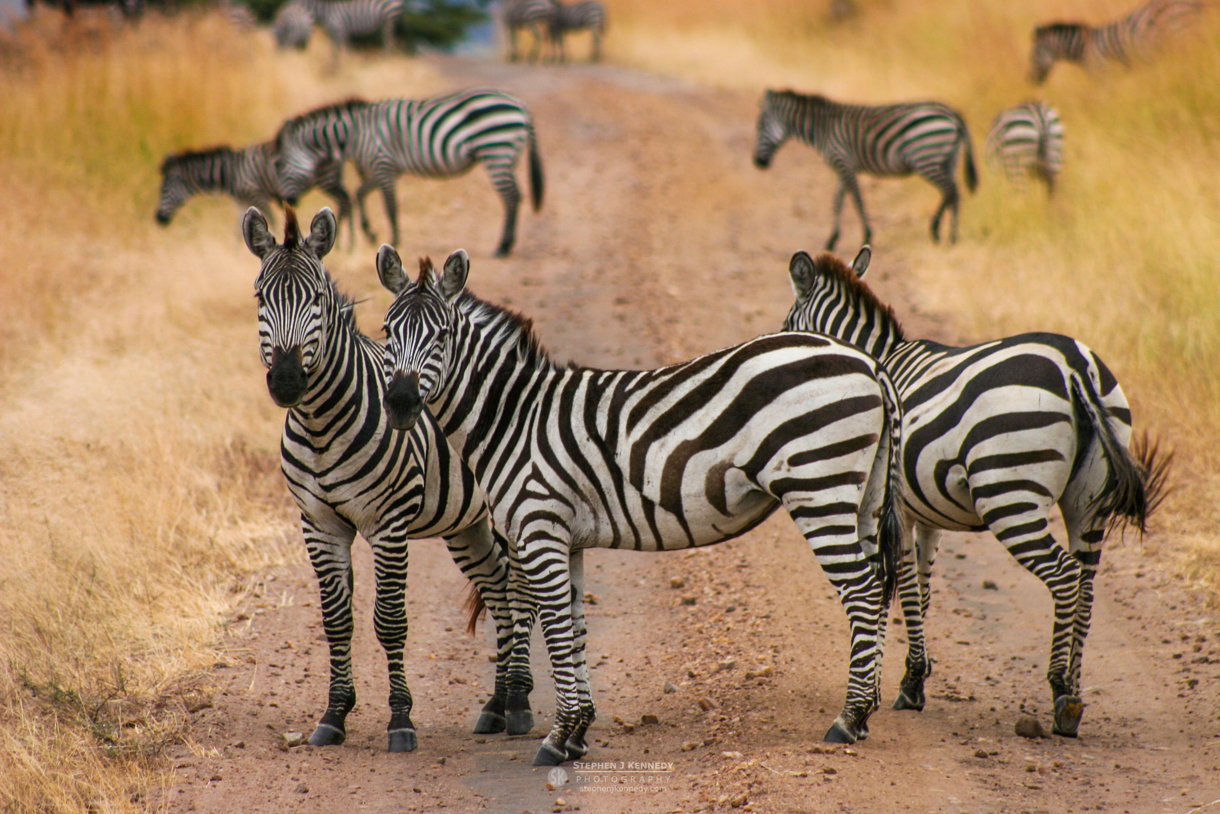 Zebra Crossing