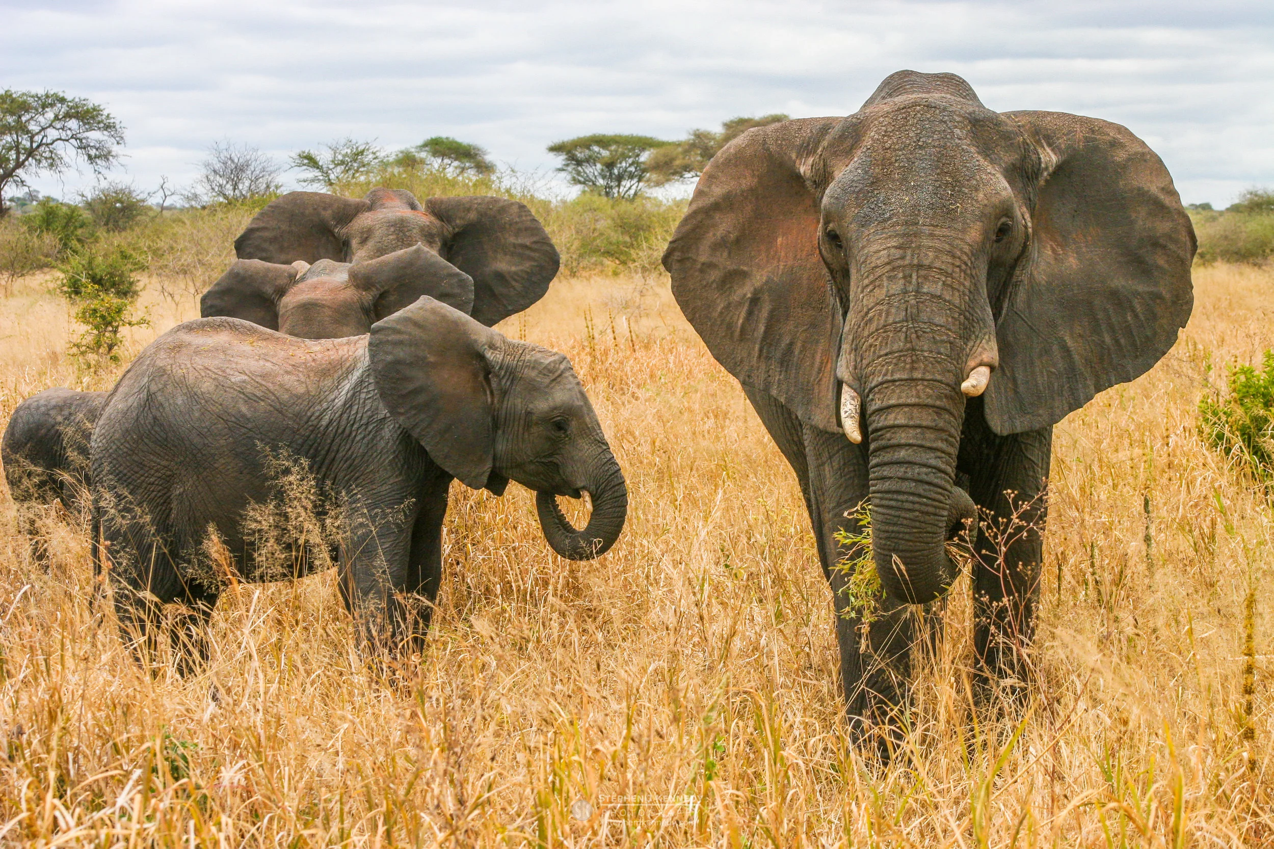 Elephants