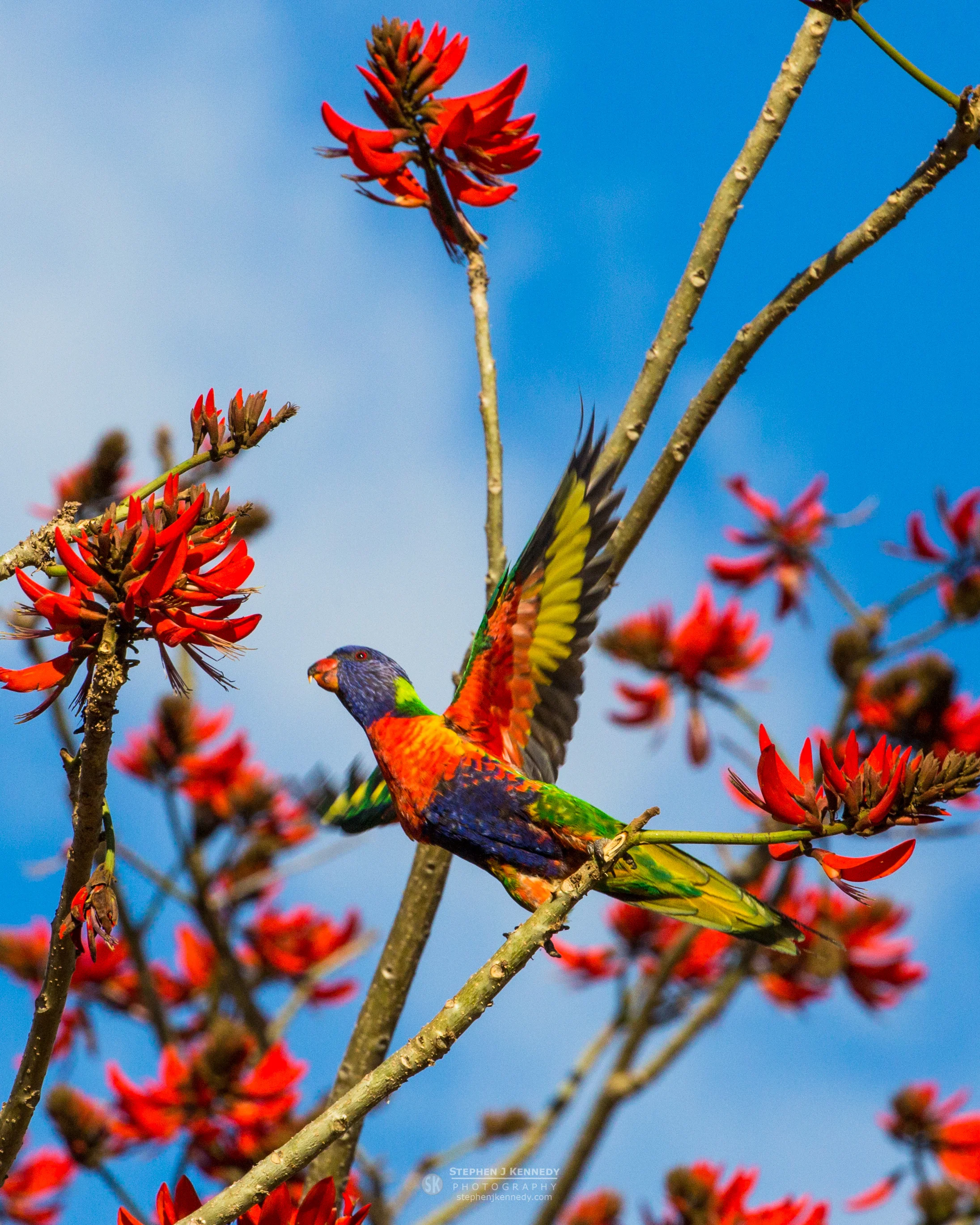 Rainbow Lorikeet