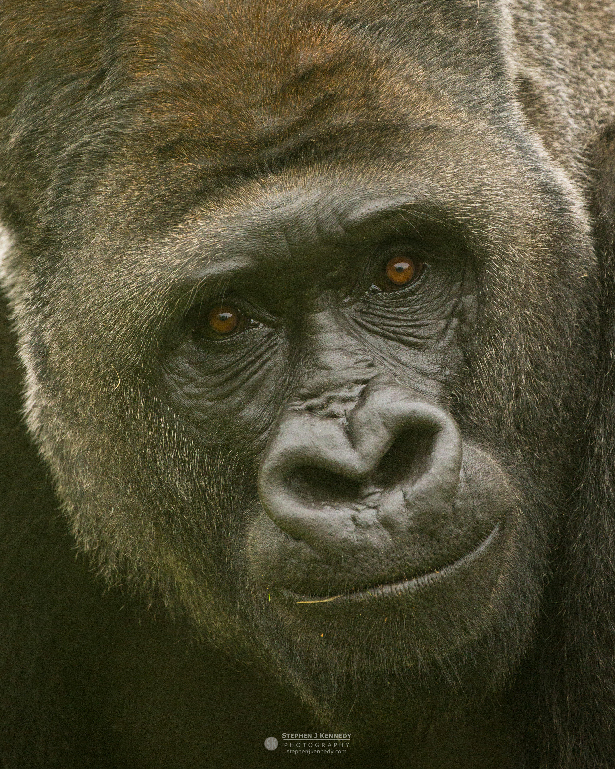 Lowland Gorilla