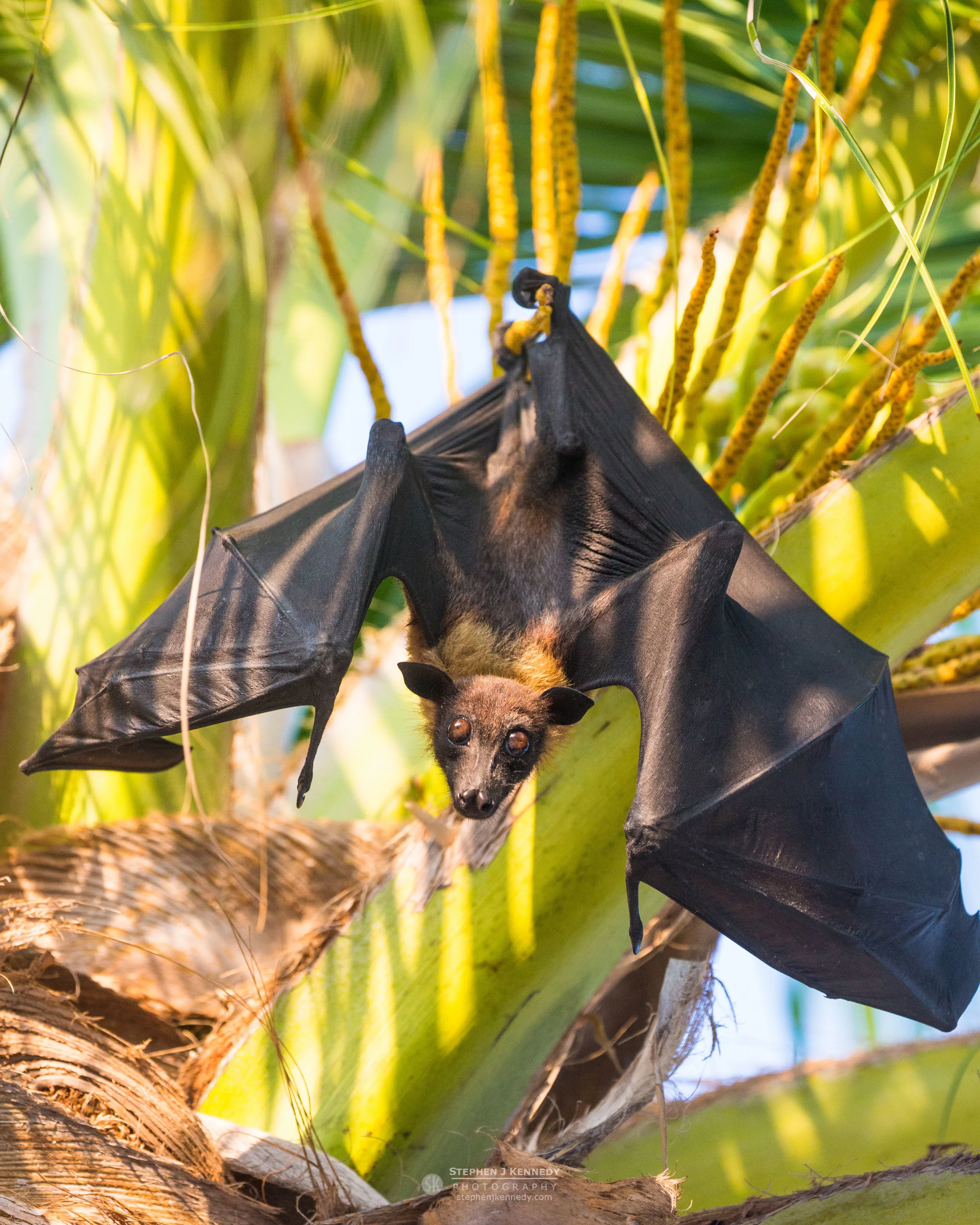 Flying Fox, Maldives