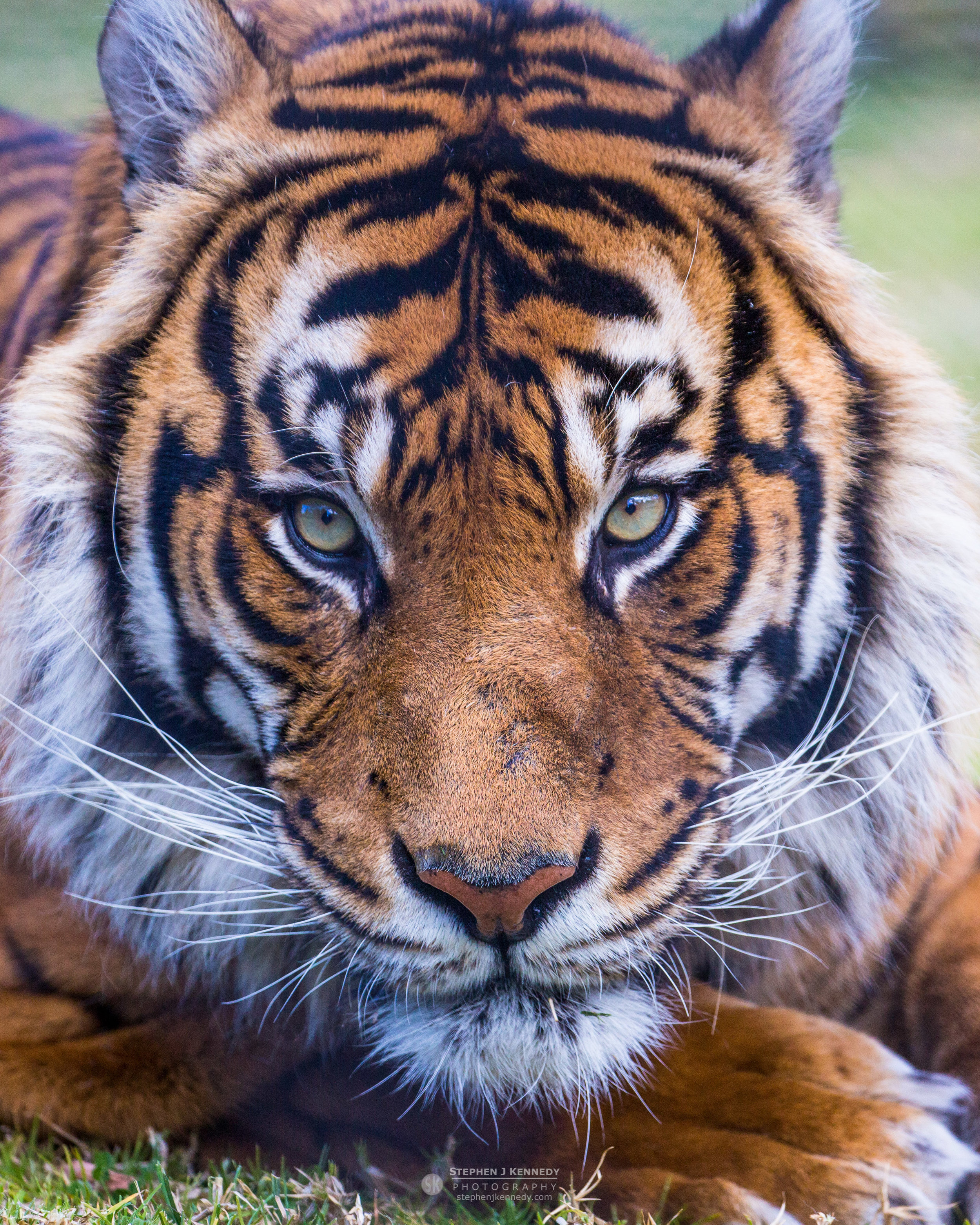 Sumatran Tiger