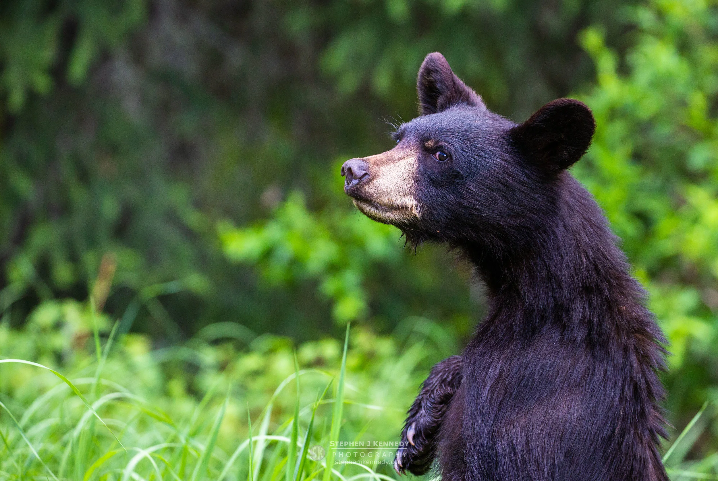 Black Bear, Jasper