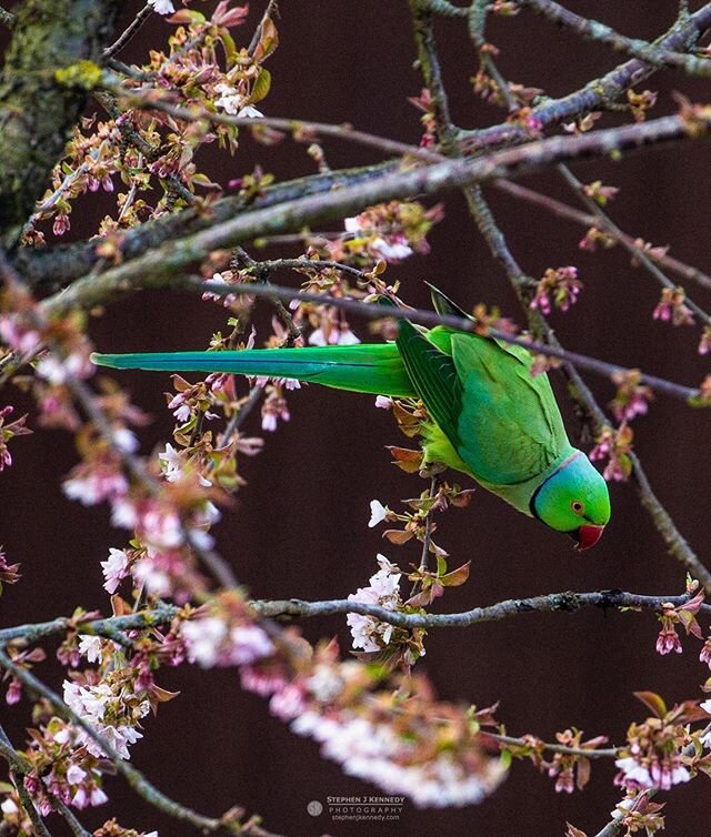 Ringed Neck Parakeet - Still amazes me these tropical birds now make Surrey and outer London their home. Snapped this fella devouring a cherry blossom from the bedroom window, so a social distancing shot. Stay safe, stay home and remember to look up.