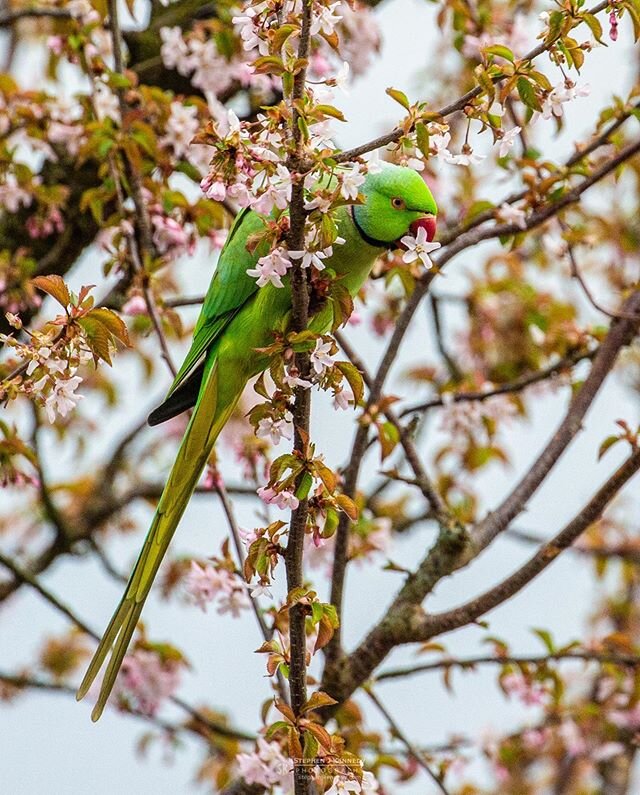 Ringed Neck Parakeet -  Another shot. Different day, same tree, probably same bird.
_______________________________________________________
Canon 5D Mk III + Canon 100-400mm at 400mm; 1/1600sec at f/6.3; ISO 1600
_____________________________________