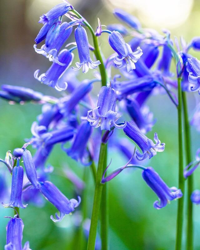 Blue Bells - It&rsquo;s been a couple of years since I paid a visit to Kings Wood at this time of year. I won&rsquo;t leave it so long next time. The blue bell carpet is stunning, and only a short walk for the once a day lock-down exercise. This is a