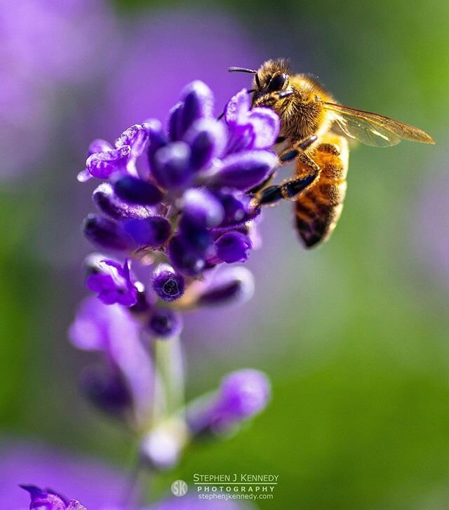 A honey bee revelling in blooming lavender. Another backyard lockdown shot.
_______________________________________________________
Canon 5D Mk III + Tamron 90mm Macro at 90mm; 1/2000sec at f/2.8; ISO 640
_____________________________________________