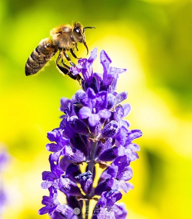 Getting closer to the bee shot I&rsquo;m aiming for.  At first I was disappointed by the fuzziness near his face, then realised it&rsquo;s  the movement of his wings. 
________________________________________________________________________
Canon 5D 