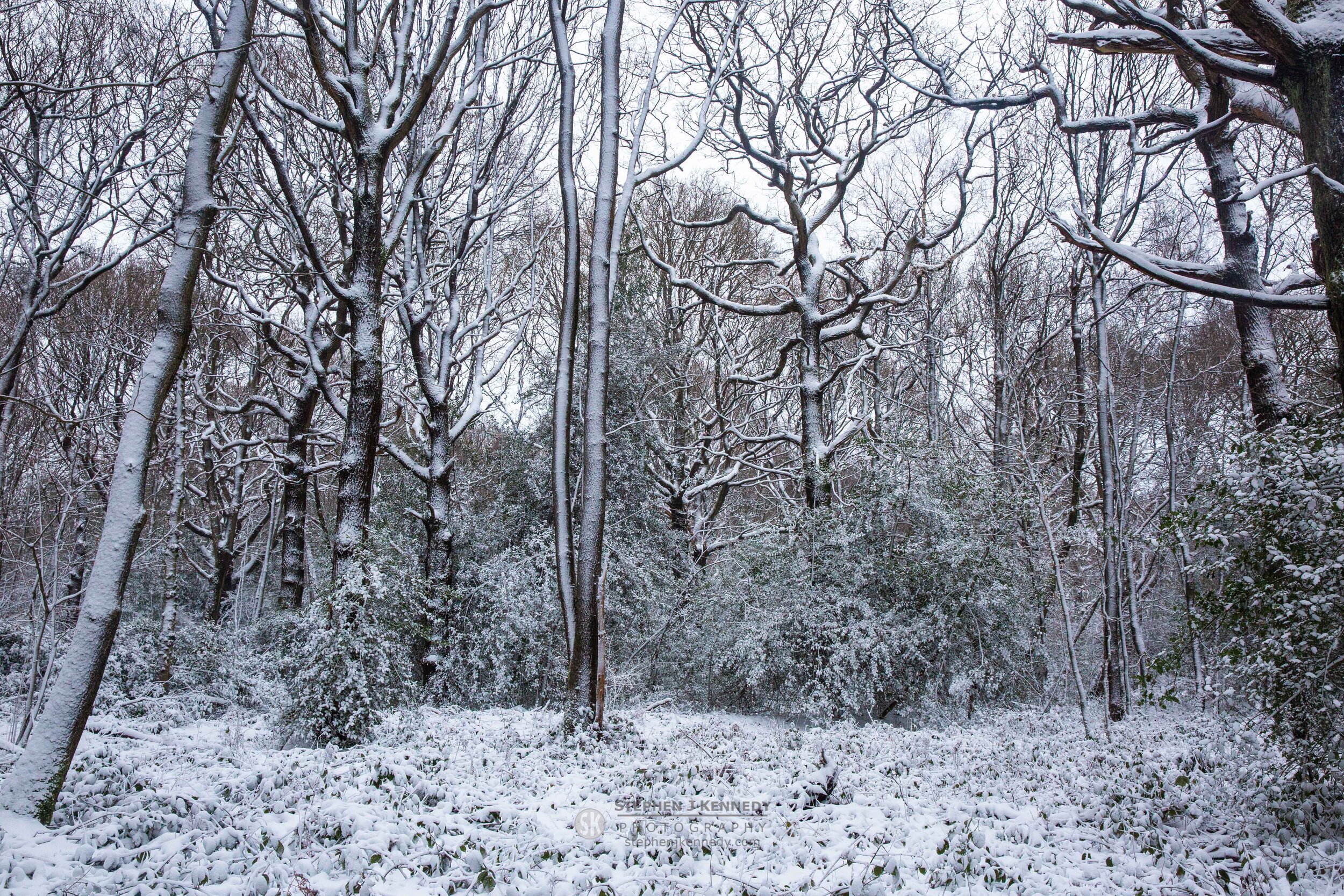 Winter's Wood