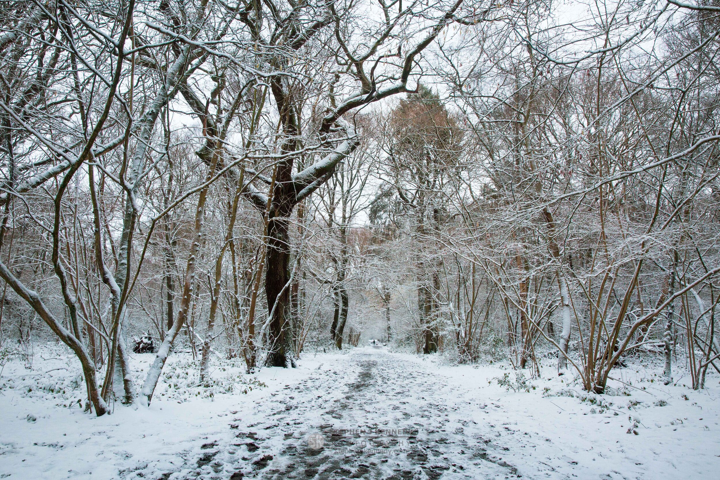 Kings Wood in Snow