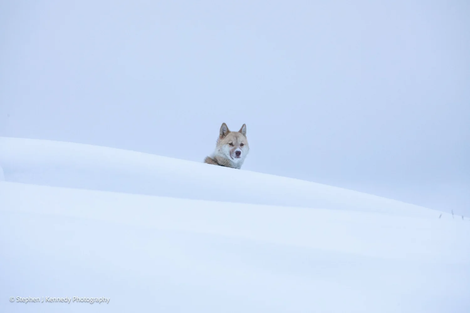 Uummannaq — sled dog portrait