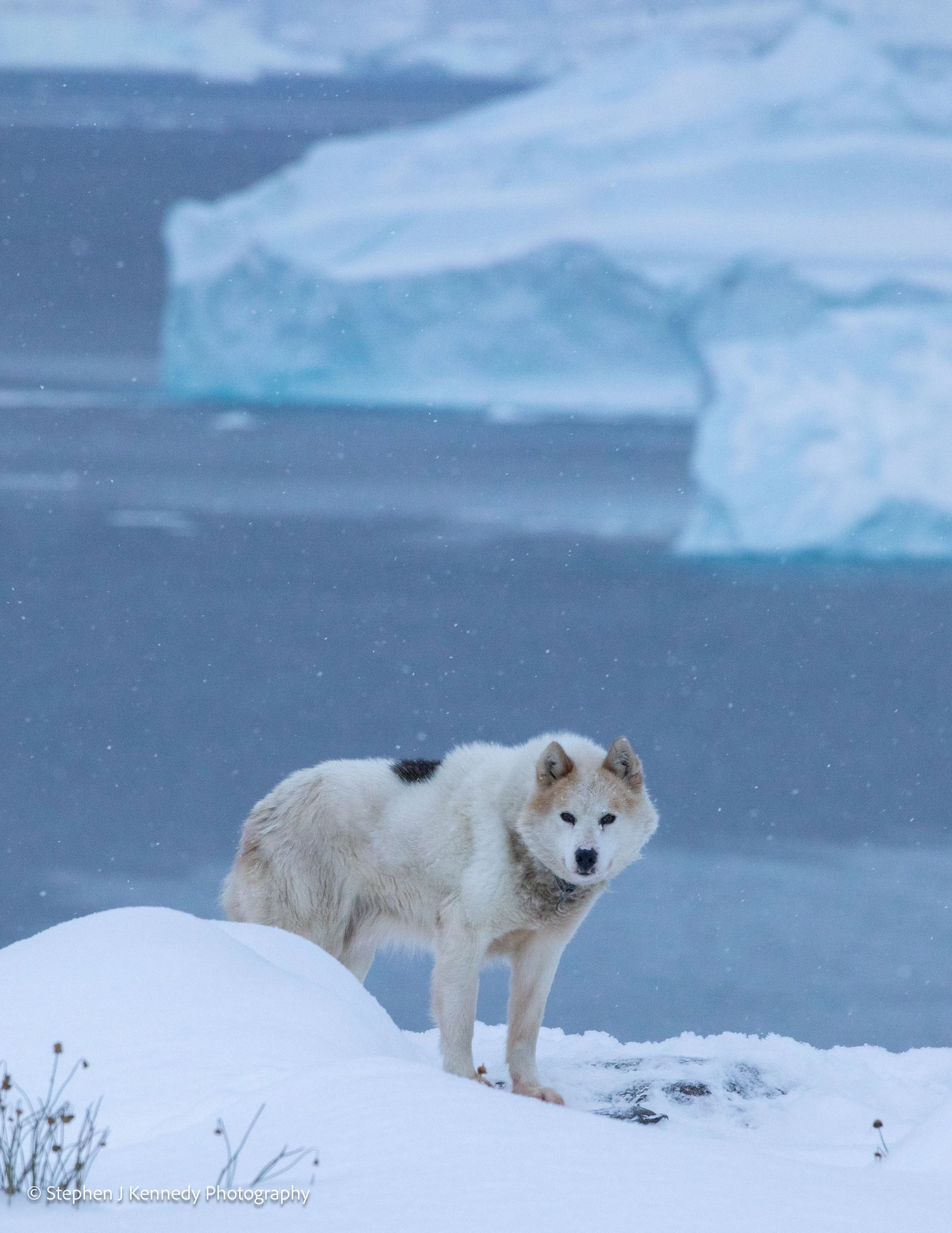 Greenland: Aurora Howl