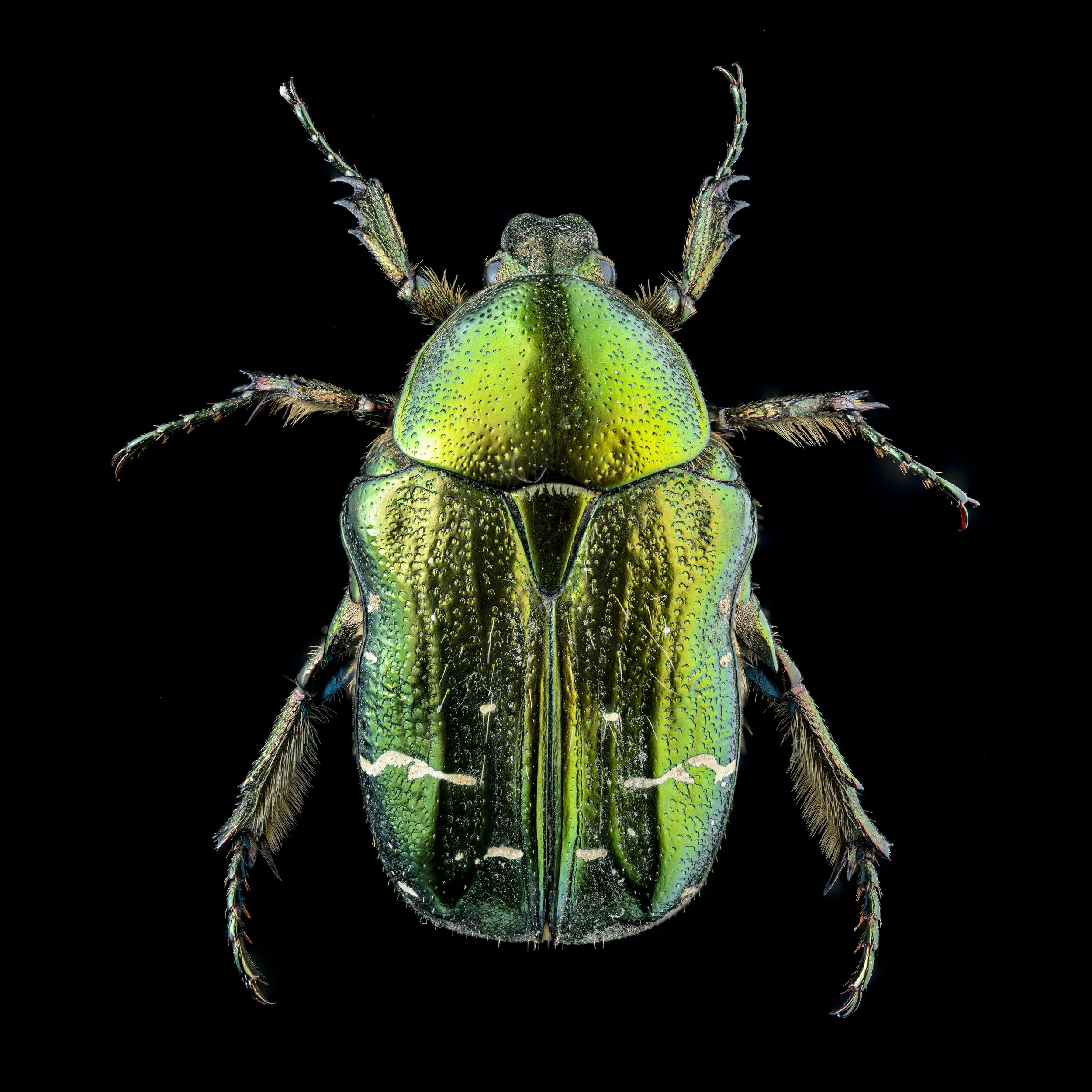 Art-Set Käfer-0001.jpg